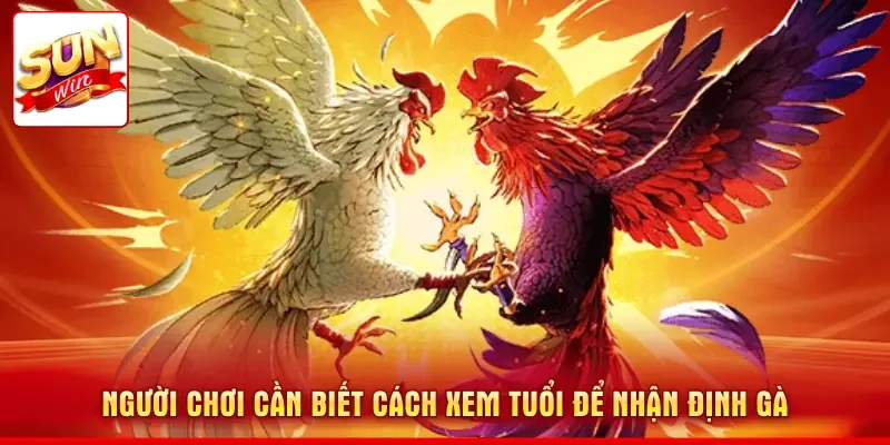 Người chơi cần biết cách xem tuổi để nhận định gà